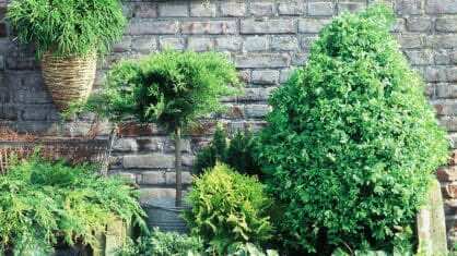 10 bra lättskötta vintergröna träd