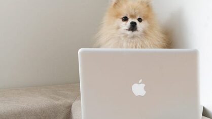hund och dator
