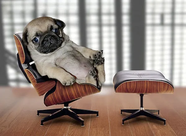 pug_apartment_therapy