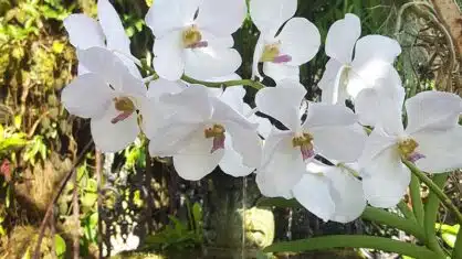 Phalaenopsis - skötsel och planteringstips