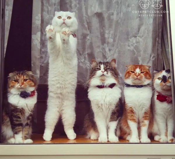 instagram funny cats