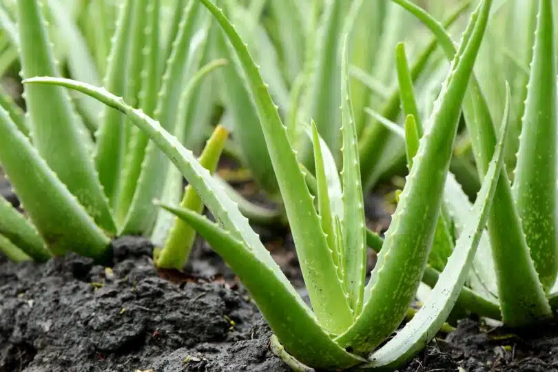 Aloe vera - skötsel och planteringstips