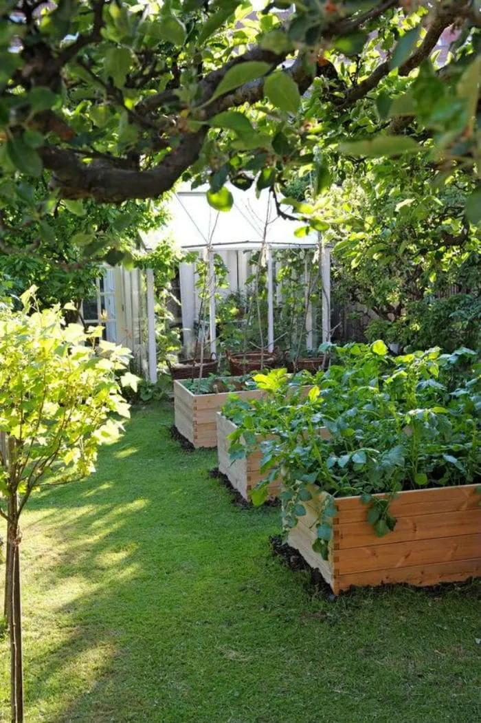 Odlingslådor fyllda med grönsaker stående vid vitt växthus