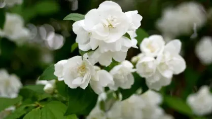 Jasmin blomma - skötsel och planteringstips