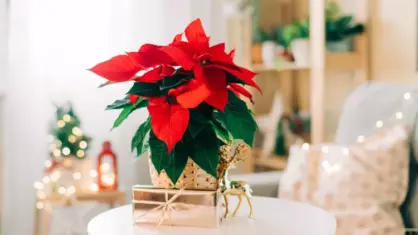 10 bästa julblommor och skötseltips