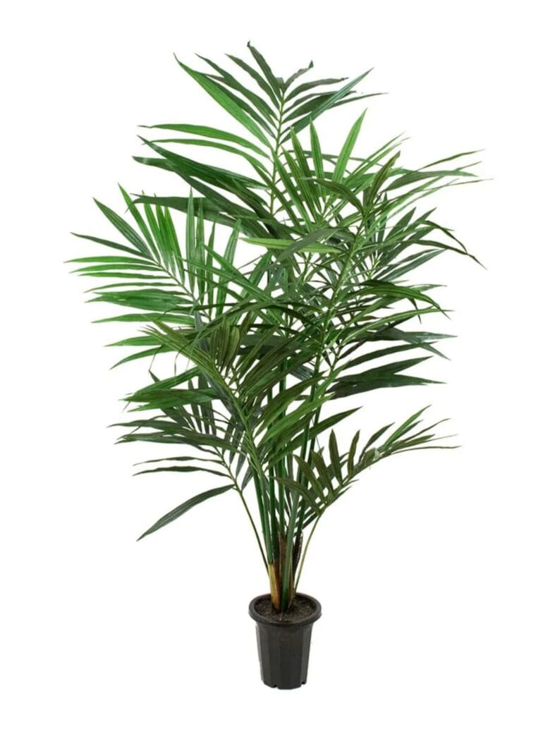 Kentia palm fejk