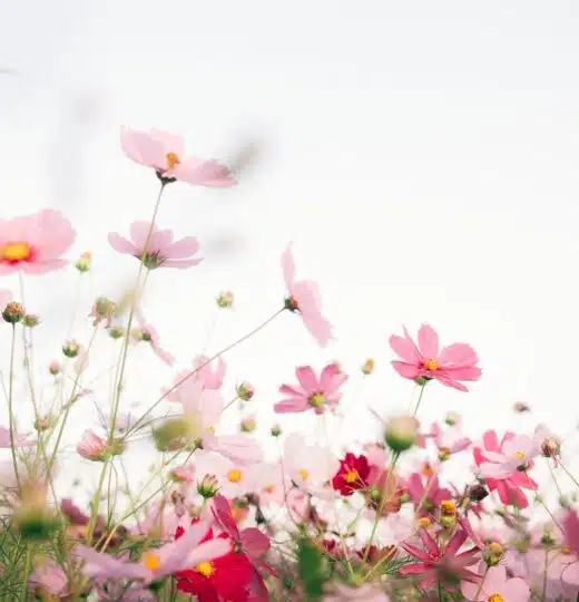 10 snyggaste blommor i trädgården