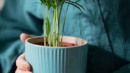 8 bästa gröna ikea-växter nånsin