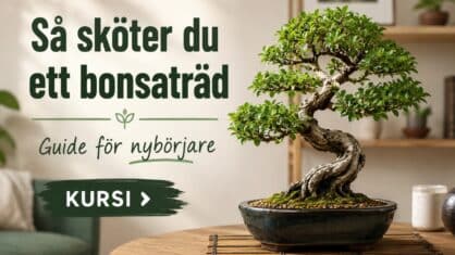 Är bonsaiträd svåra att sköta? Komplett nybörjar guide