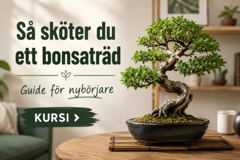 Är bonsaiträd svåra att sköta? Komplett nybörjar guide