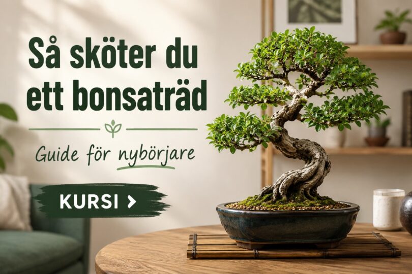 sköta bonsaiträd tips nybörjare