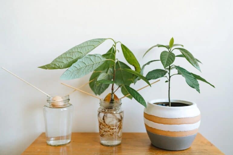 Avocado odla hemma