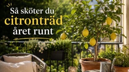 Varför dör mitt citronträd? Så sköter du det rätt