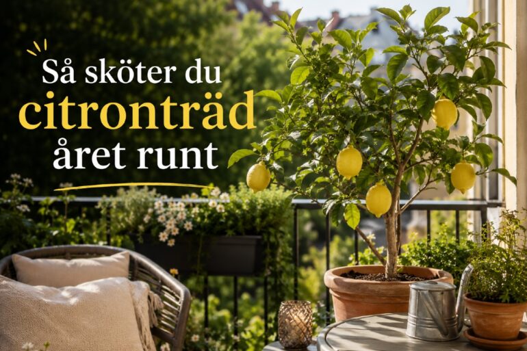 Hur odlar man citronträd? – Få citronträdet att blomma