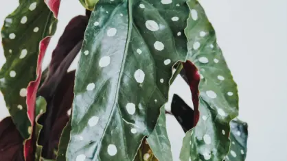 Forellbegonia - skötsel och planteringsråd
