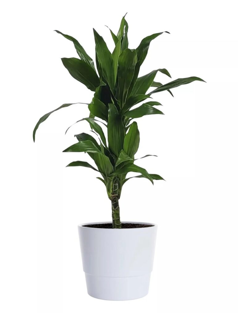 Doftdracena planta