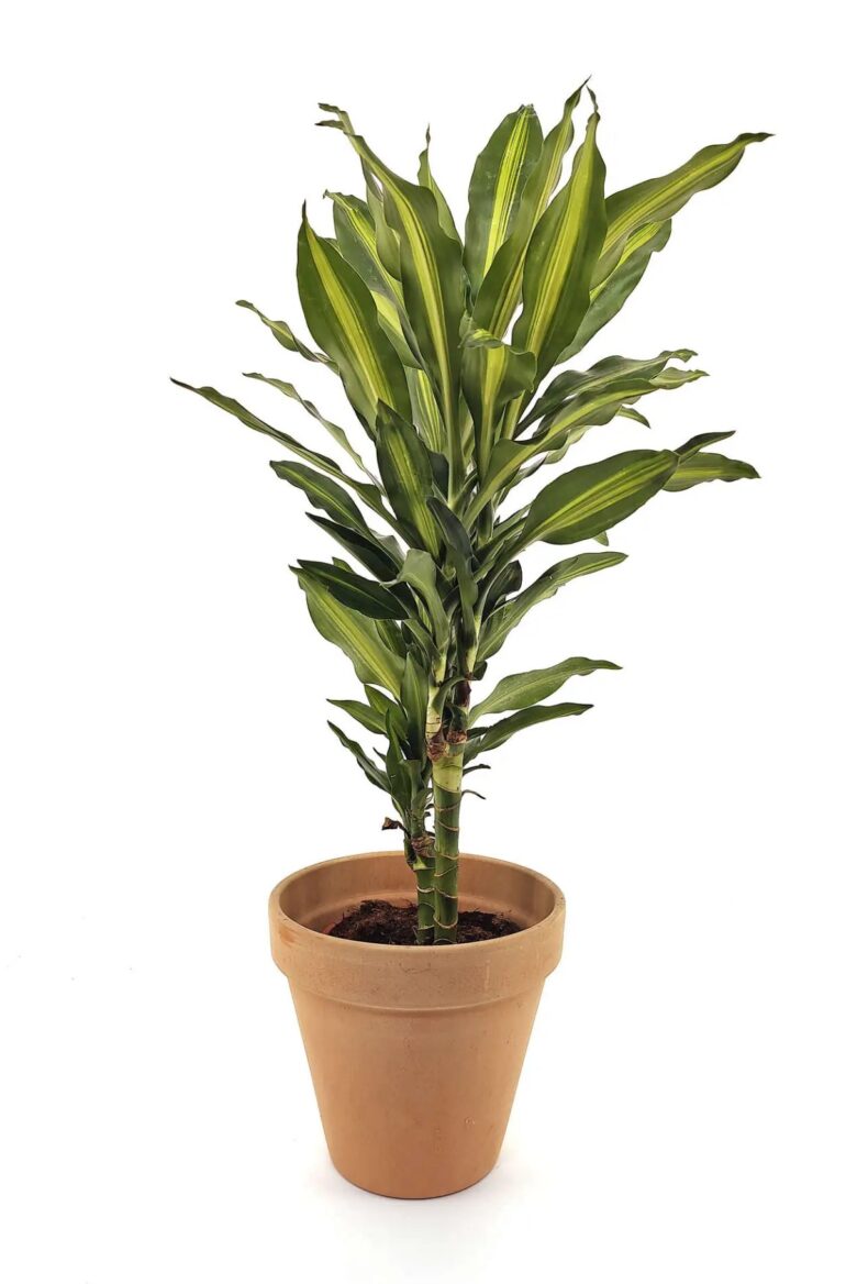 Dracena planta