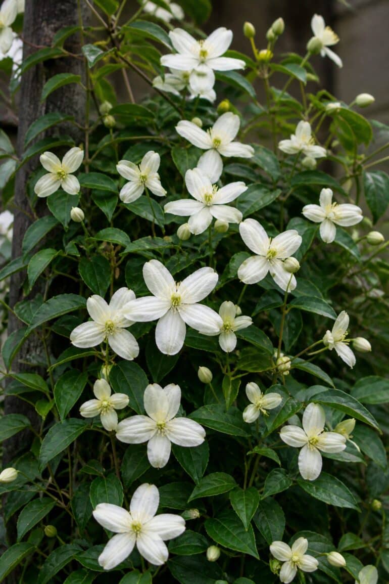 Klematis ‘Winter Beauty’