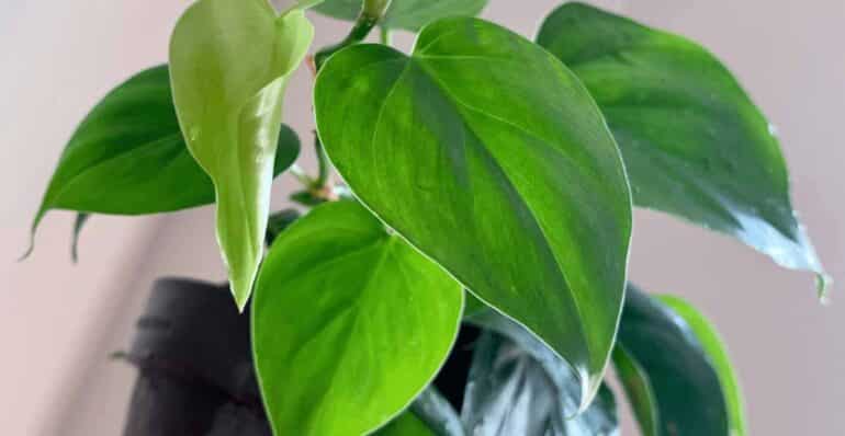 Philodendron planta