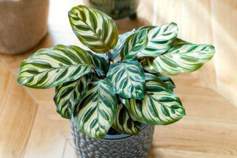 Calathea planta