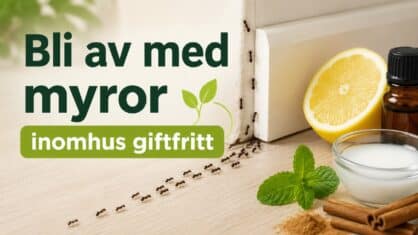 Hur blir man av med myror inomhus giftfritt? 10 tips