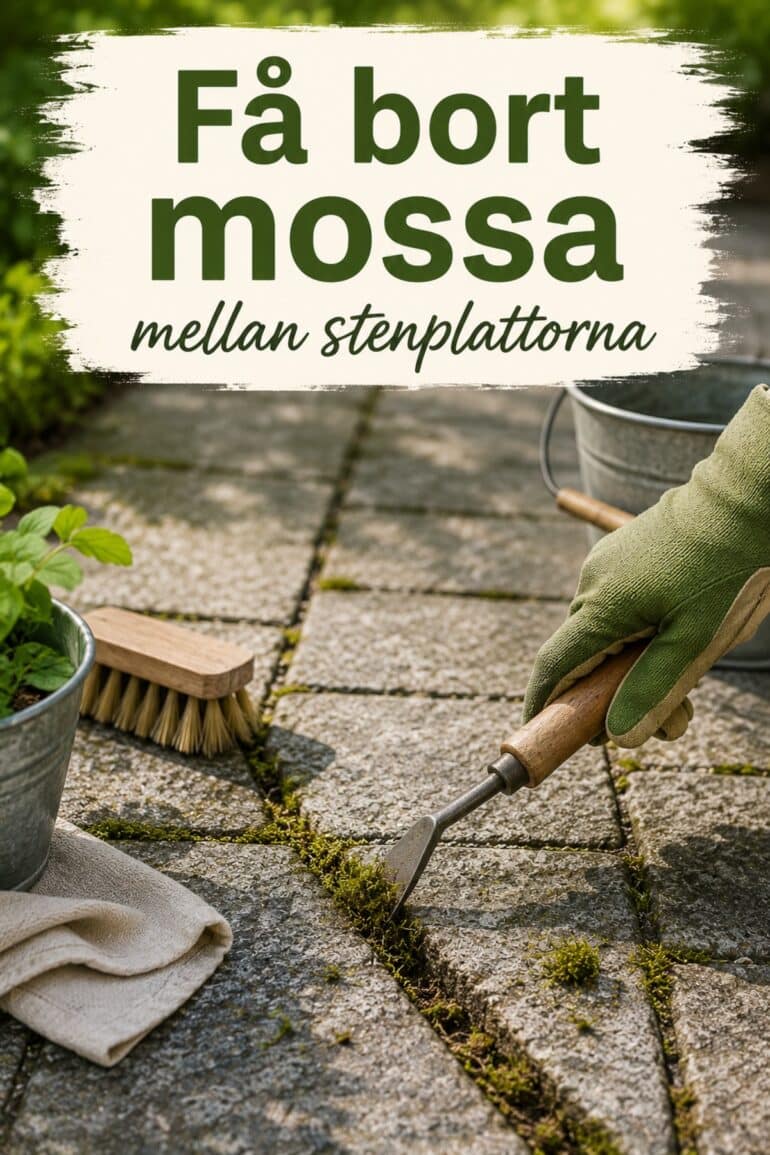 Få bort mossa mellan stenplattor