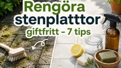 Hur kan jag rengöra stenplattor ute? 7 giftfria tips