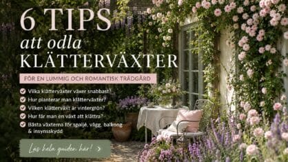 Hur odlar man klätterväxter? 6 tips för spaljé och vägg