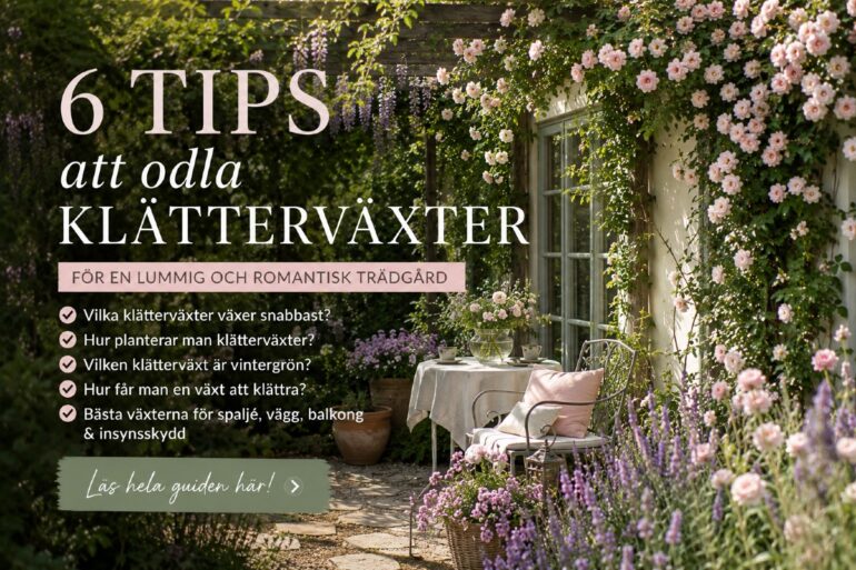 Hur odlar man klätterväxter? 6 tips för spaljé och vägg