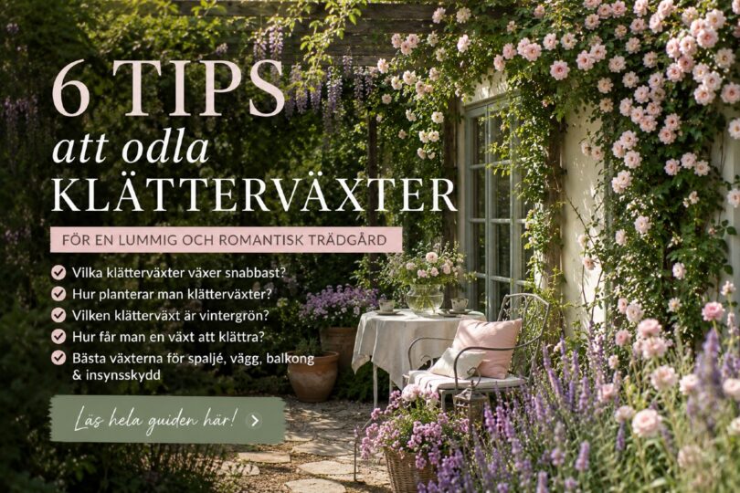 odla klätterväxter tips
