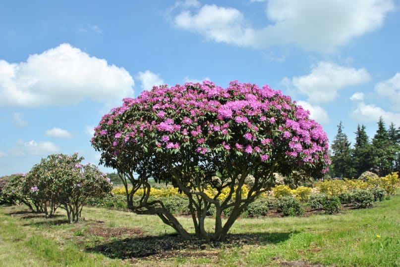 Sköta och plantera Rhododendron – så gör ni – Inredningsvis