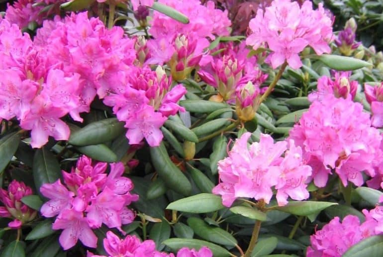 Sköta och plantera Rhododendron – så gör ni – Inredningsvis