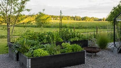 10 bästa grönsaker att odla i pallkrage