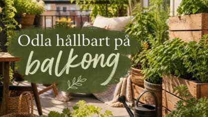 Hur odlar man hållbart på balkongen? 7 enkla tips