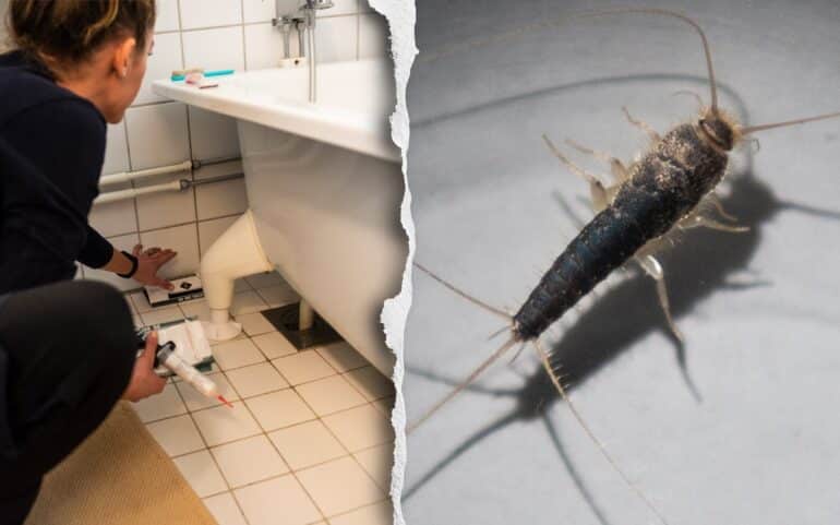 Skadedjur badrum