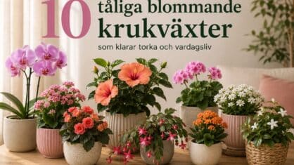 Vilka blommande krukväxter tål torka bäst? 10 tåliga val