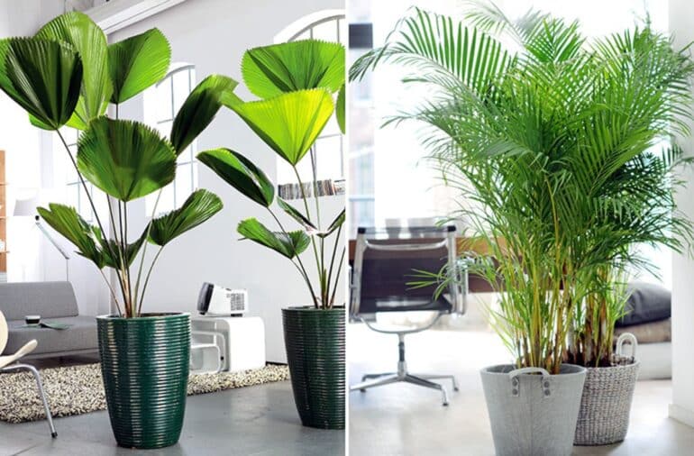 10 bästa stora gröna växter inomhus – Inredningsvis