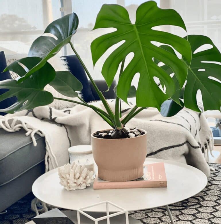 Monstera deliciosa