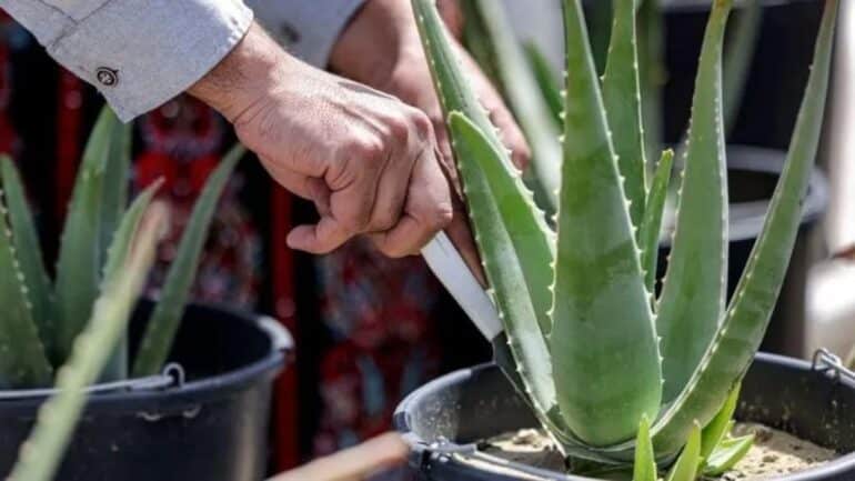 Aloe vera planta