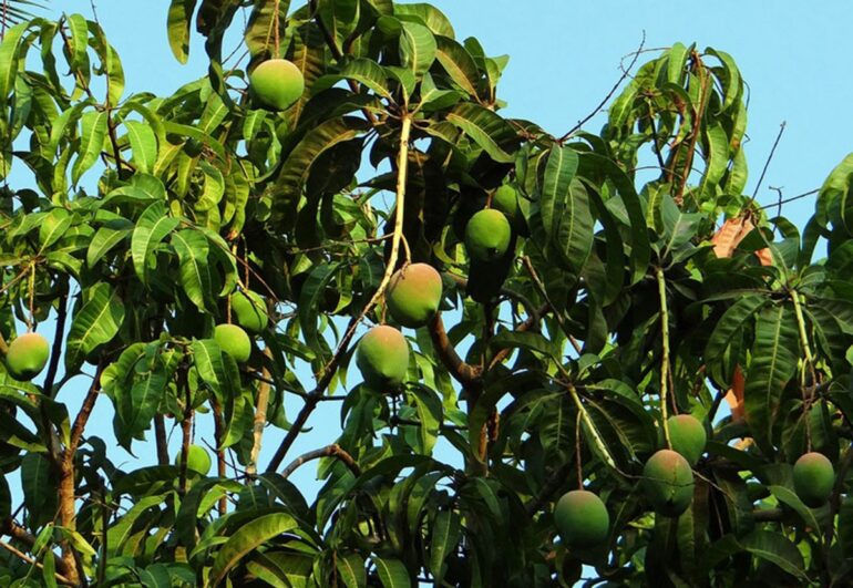 Odla mango hemma