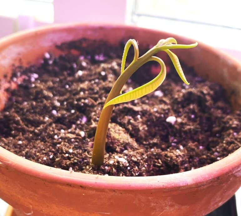 Odla mango kruka