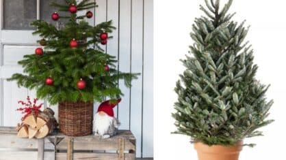 Små julgranar basta