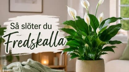 Hur sköter man en fredskalla? och 7 vanliga misstag