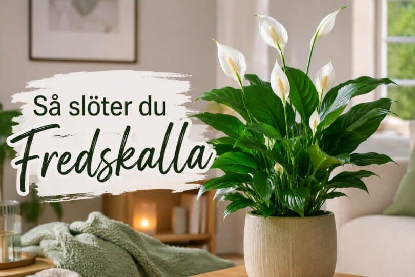 sköta fredskalla så gör du
