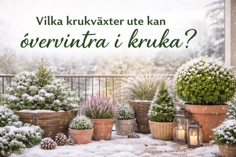 Krukväxter övervintra ute