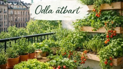 Odla ätbart på balkong