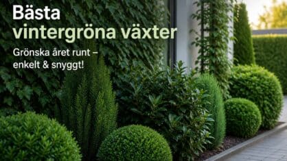 Vilka vintergröna klätterväxter är bäst? 6 tåliga val