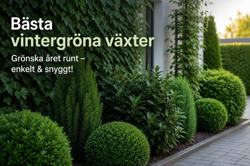 bästa vintergröna klätterväxter