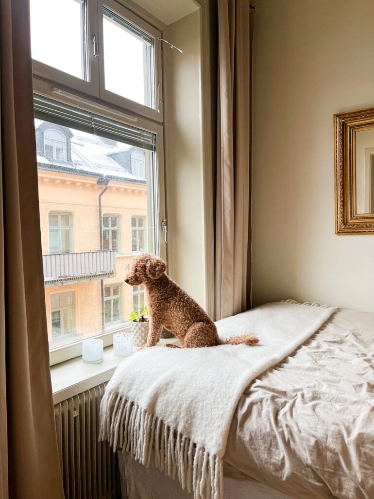 hund på säng tittar ut