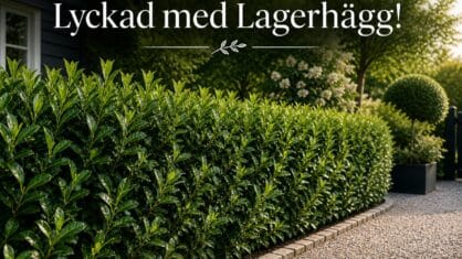 Hur lyckas man med lagerhägg? 7 odlingstips